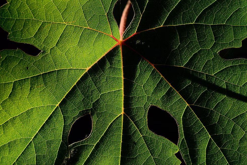 Altamana 2019_01_2000px.jpg